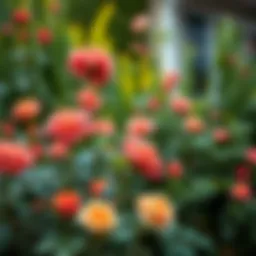 Lush garden featuring vibrant fake outdoor rose bushes