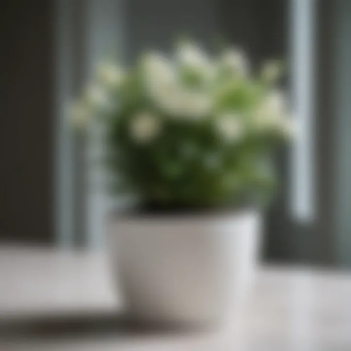 Elegant white flower pot with a lush green plant